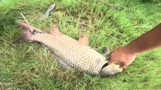 Beautiful Fishing Video 🐠🐠| Play Fishing video on Netfishing