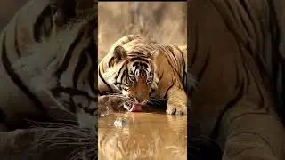 THE ROYAL BENGAL TIGER #shorts #wildlife #india