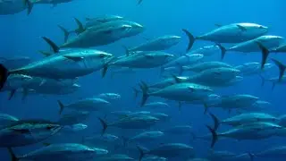 Track of the Tuna
