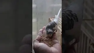 How to make a budgie eat seeds in your hand 