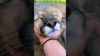 Cougar Purring! ADORABLE