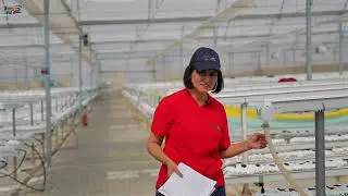 Çilek Serası Kokopit Yıkama Nasıl Yapılır? Adım Adım EC Düşürme ve Kalsiyumlu Ön Hazırlık