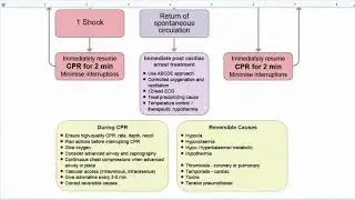CPR Algorithms 2024: Step-by-Step Guide to Save Lives! ❤️🩺