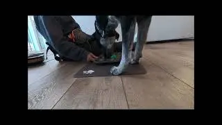 Max The Muffin Tin Game
