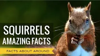 AMAZING SQUIRRELS: TOP FACTS