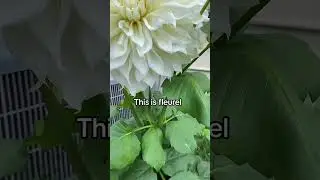 Dinner plate dahlias #plants #organicgardening #cutflowers #grownnotflown #garden #flowers #zone10b