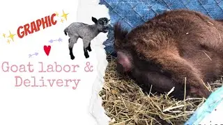 NEW BABY GOATS | Goat Labor and Delivery|