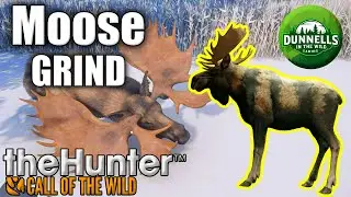 155 Kills In! PUSHING for the Great One Moose on Medved LIVE! (Portrait)