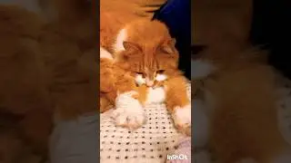 Cats. Feline grace #shorts #cats