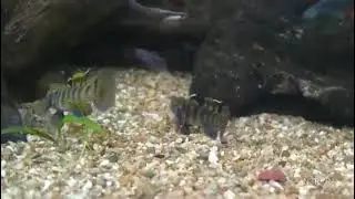 Mugilogobius Sarasinorum Gobiiformes
