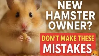 New Hamster Owner? Everything You Need to Know Before Setup
