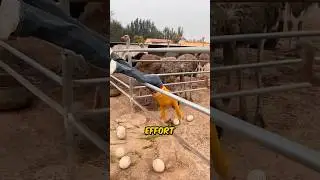Фермеры рискуют жизнью, собирая страусиные яйца 😱