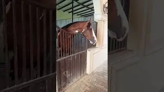 wow new entri new 😘🐴 butifull horse and fight horse vice #horse
