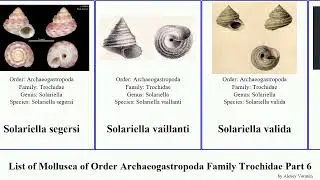 List of Mollusca of Order Archaeogastropoda Family Trochidae Part 6 solariella stomatella stomatia