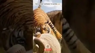 Wolf Attacks Sheep&hellip; Tiger Steps In! 🐺🐑🐅 #shorts