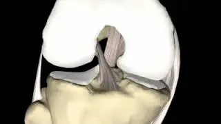 Locking and Unlocking of the Knee