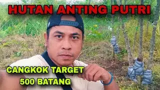 CANGKOK ANTING PUTRI 500 BATANG UNTUK PROGRAM AKAR