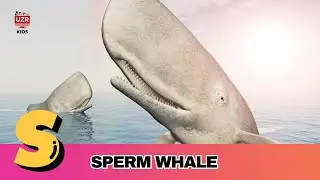 A to Z Whale Song | Learn Ocean Whales Alphabet for Kids 🌊 🐋 | #abcd #kids