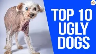 Top 10 Ugliest Dog Breeds in the world