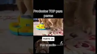 🐶 ESTO s&iacute; que ENTRETIENE  a tu PERRO! 🐶