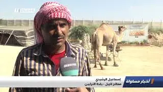 تقرير :الإبل في النقب.. نعمة أم نقمة؟ ، اخبار مساواة، 20-9-2018-مساواة