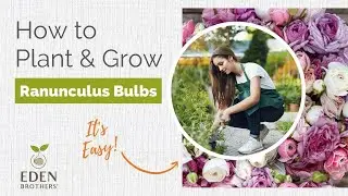 How to Plant and Grow Ranunculus Bulbs