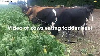 Cows Grazing Fodder Beet/ Cattle Eating Fodder Beet (Crops)/ FARM LIFE NZ