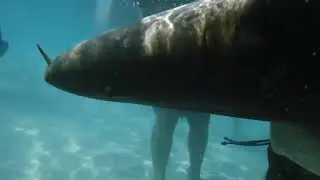 Swimming with Nurse Sharks in Caye Caulker Belize