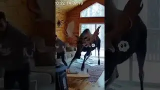 Security Cam Catches the Most Unexpected Intruder! 😱