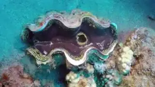 Diving Egypt Red Sea Dahab - Duiken Dahab - Part 1 - Moray Garden-Golden Blocks-Three Pools