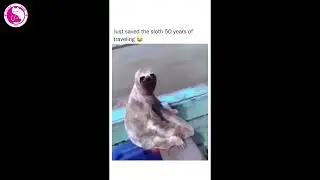 [ AMAZING ] SLOTH ENJOYING THE RIDE - Best Pets Videos for your 🐱 Mental Health 🐶 2023