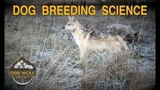 The Science Behind Breeding a Modern DIRE WOLF