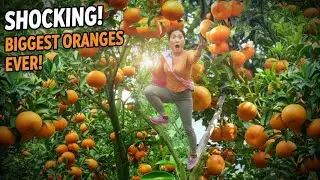 Growing and selling oranges ! Countryside Market Sell