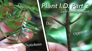 What is Leaf Arrangement? | Plant I.D. Part 2