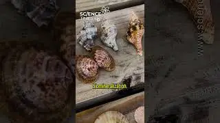 How Do Shells Get Their Shape? #Shorts