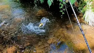 Small stream full of big trout