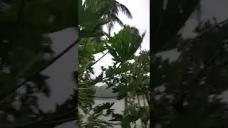 Cyclone yaas 😔🙏#yaascyclone#odisha#shorts