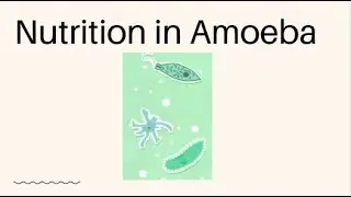 Nutrition in Amoeba | How does an Amoeba Eat | Science | aussi loca