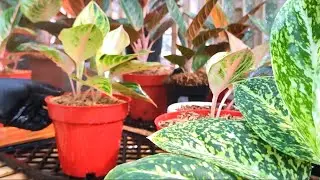 What a fantastic Colors | Red borjue and Red imelda Chinese Evergreen Easy propagation and caring