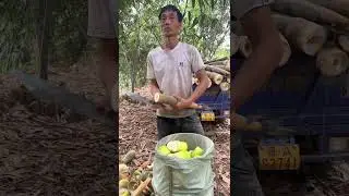 Smooth Bamboo Shoot Peeling&mdash;Crisp, Sweet, and So Addictive
