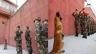 Army Dog Shows His Loyalty
