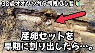 【常温飼育】オオクワガタ飼育初心者が待ちきれず、初めての割り出しに挑戦。