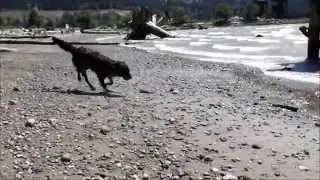 Nova .... A Border Collie / Lab cross