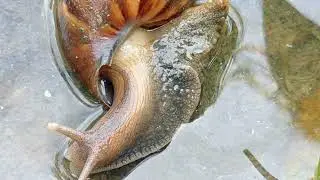 Wow, a collection of strange snails  #putthea168 #snails #snail #animals