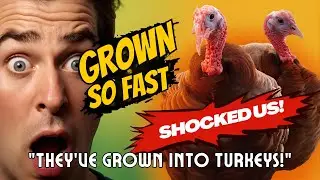 They&rsquo;ve GROWN So FAST!! 🦃 Turkey Update That Shocked Us | Noble Farms