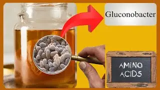 Understanding Gluconobacter and Acetobacter in KOMBUCHA Brewing