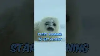 Fail Seal Pup Hunt by Polar Bear #animals #polarbear #nature