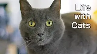 Life with cats | 4K Cat Video for Relaxing