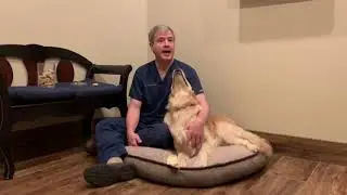 Advanced Veterinary Care in Blaine MN- Introduction