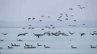Stock Video - Geese and ducks flying in to land at Utah Lake as it rains
